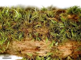 Attēlu rezultāti vaicājumam “Dicranum montanum”