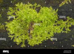 Attēlu rezultāti vaicājumam “Jungermannia sphaerocarpa”