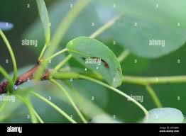 Attēlu rezultāti vaicājumam “Chrysopa eggs”