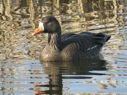 Attēlu rezultāti vaicājumam “Anser albifrons”