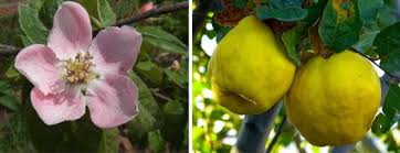 Attēlu rezultāti vaicājumam “Cydonia oblonga flower”