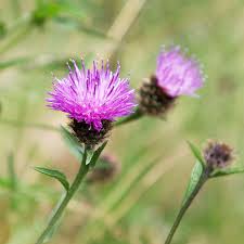Image result for Centaurea nigra