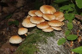 Attēlu rezultāti vaicājumam “Pholiota squarrosoides”