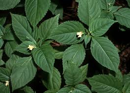 Attēlu rezultāti vaicājumam “Impatiens parviflora leaf”