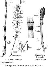 Attēlu rezultāti vaicājumam “Equisetum hyemale”