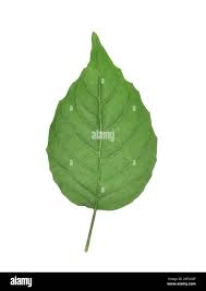 Attēlu rezultāti vaicājumam “Circaea lutetiana leaf”