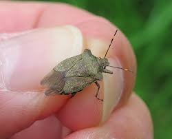 Attēlu rezultāti vaicājumam “Troilus luridus”