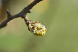Attēlu rezultāti vaicājumam “Pyrus communis bud”