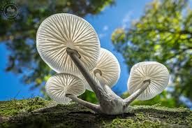 Attēlu rezultāti vaicājumam “Oligonema persimile macro”