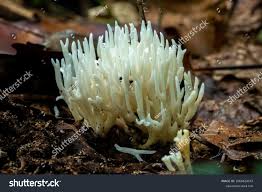 Attēlu rezultāti vaicājumam “Ramariopsis kunzei”