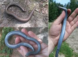 Attēlu rezultāti vaicājumam “Anguis fragilis adult”