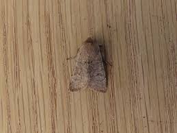 Attēlu rezultāti vaicājumam “Orthosia cruda”