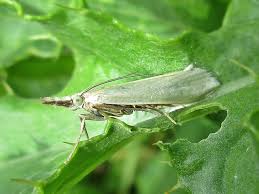 Attēlu rezultāti vaicājumam “Crambus silvella”