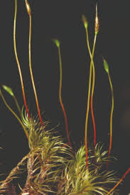 Attēlu rezultāti vaicājumam “Dicranum scoparium sporophyte”