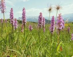 Attēlu rezultāti vaicājumam “Gymnadenia conopsea bud”