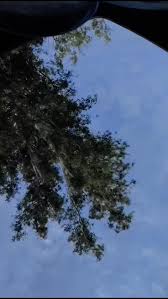 Image result for rupaljanuj