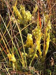 Attēlu rezultāti vaicājumam “Badhamia lilacina macro”