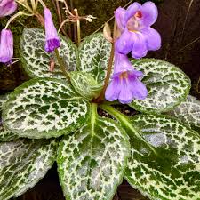 Image result for Streptocarpus