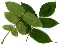 Attēlu rezultāti vaicājumam “Juglans x sinensis leaf”