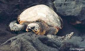 Image result for Eretmochelys imbricata