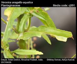 Attēlu rezultāti vaicājumam “Veronica anagallis-aquatica fruit”