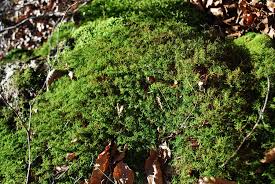 Attēlu rezultāti vaicājumam “Abietinella abietina”