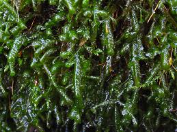 Attēlu rezultāti vaicājumam “Homalia trichomanoides”