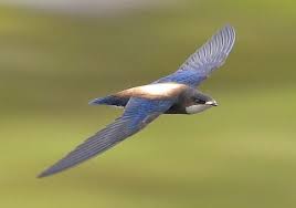 Image result for Hirundapus caudacutus