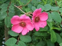 Attēlu rezultāti vaicājumam “Rosa glabrifolia”