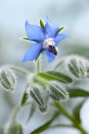 Attēlu rezultāti vaicājumam “Borago officinalis bud”