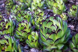 Image result for echtes Hauswurz