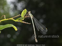 Attēlu rezultāti vaicājumam “Lestes virens”