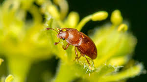 Attēlu rezultāti vaicājumam “Epuraea sp.”