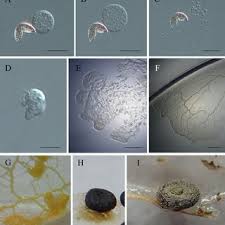 Attēlu rezultāti vaicājumam “Diderma hemisphaericum young”