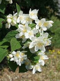 Attēlu rezultāti vaicājumam “Philadelphus lemoinei flower”