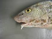 Image result for Menticirrhus americanus