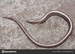 Attēlu rezultāti vaicājumam “Anguis fragilis”