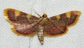 Attēlu rezultāti vaicājumam “Hypsopygia costalis”