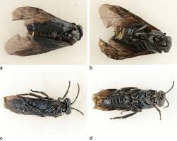 Attēlu rezultāti vaicājumam “Argidae”