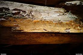 Attēlu rezultāti vaicājumam “Phlebia serialis”