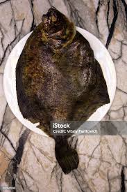 Image result for Paralichthys lethostigma