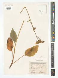 Attēlu rezultāti vaicājumam “Hieracium murorum leaf”