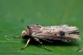 Attēlu rezultāti vaicājumam “Axylia putris”