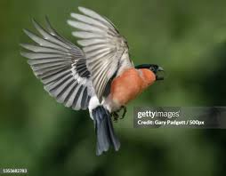 Attēlu rezultāti vaicājumam “Pyrrhula pyrrhula”