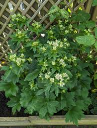 Attēlu rezultāti vaicājumam “Astrantia major leaf”