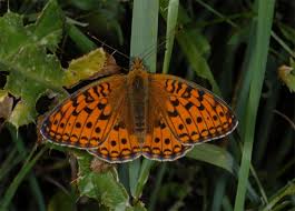 Attēlu rezultāti vaicājumam “Argynnis niobe”