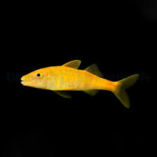 Image result for Parupeneus cyclostomus