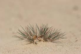 Attēlu rezultāti vaicājumam “Corynephorus canescens”