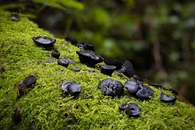 Attēlu rezultāti vaicājumam “Bulgaria inquinans”