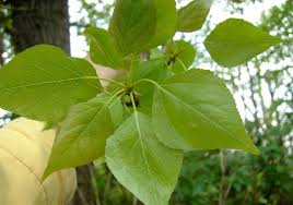 Attēlu rezultāti vaicājumam “Populus x berolinensis”